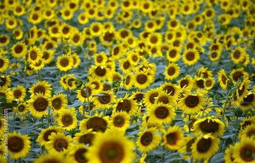 sunflowers field