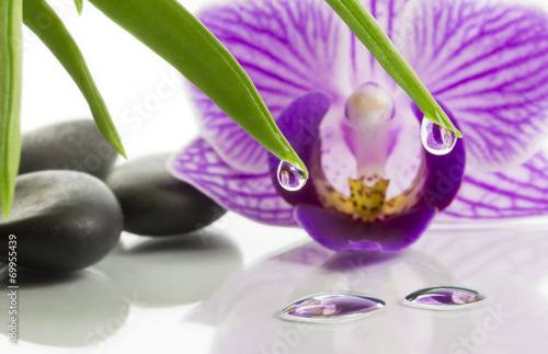 Fototapeta Naklejka Na Ścianę i Meble -  White orchid