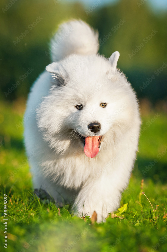 Adorable samoyed puppy
