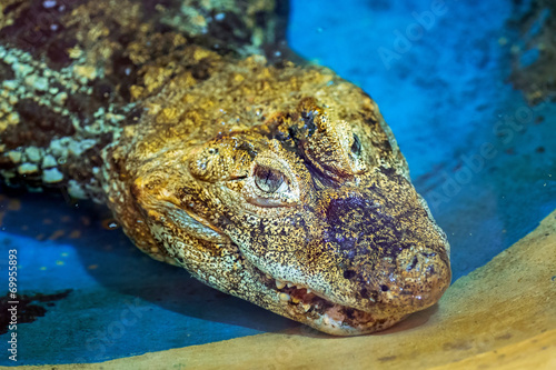 American alligator