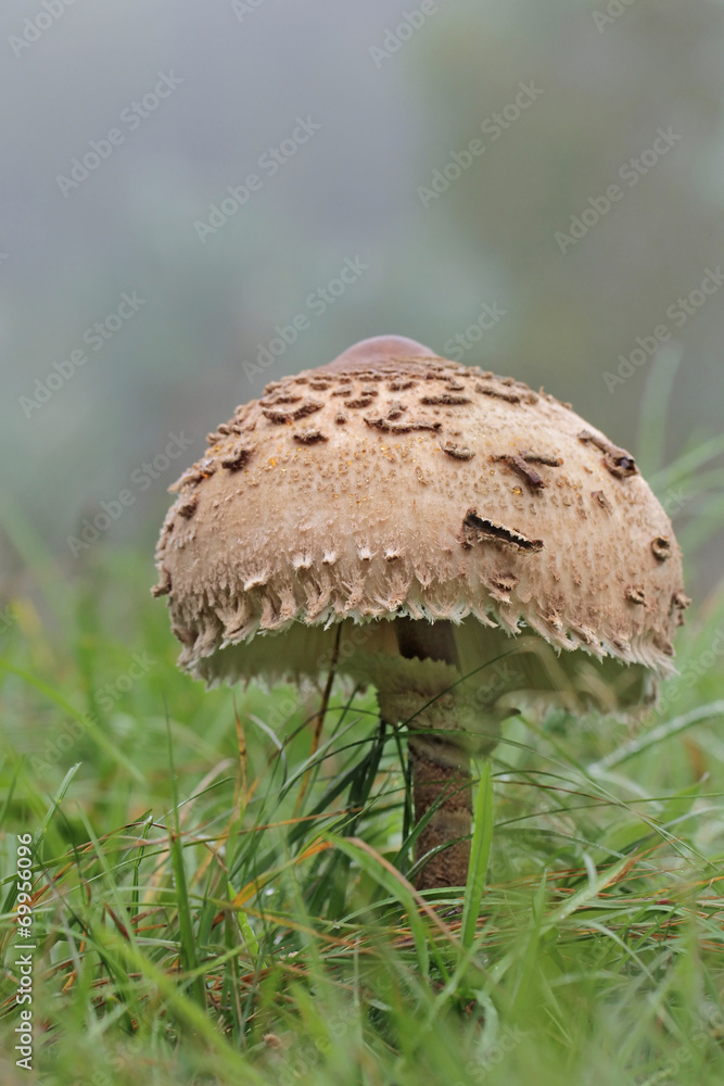Parasol Mushroom (Macrolepiota procera) Parasol Mushroom (Macrolepiota procera)
