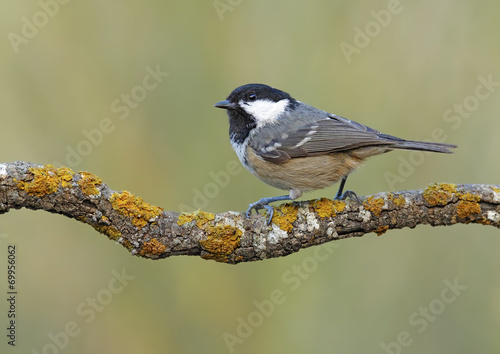 coal tit