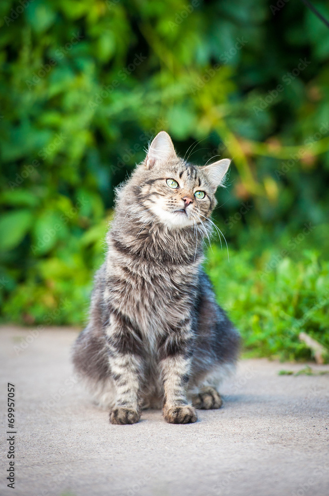 Beautiful tabby cat sitting outdoors Beautiful tabby cat sitting outdoors