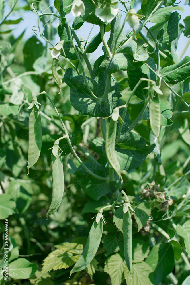 Green peas against Green peas against