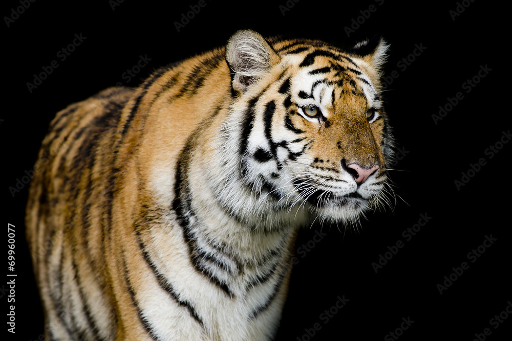 Fototapeta premium Tygrys