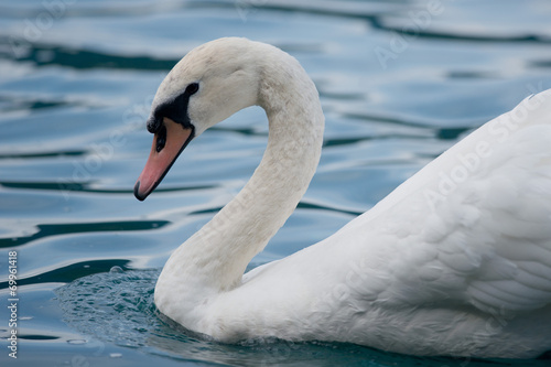 Mute Swan