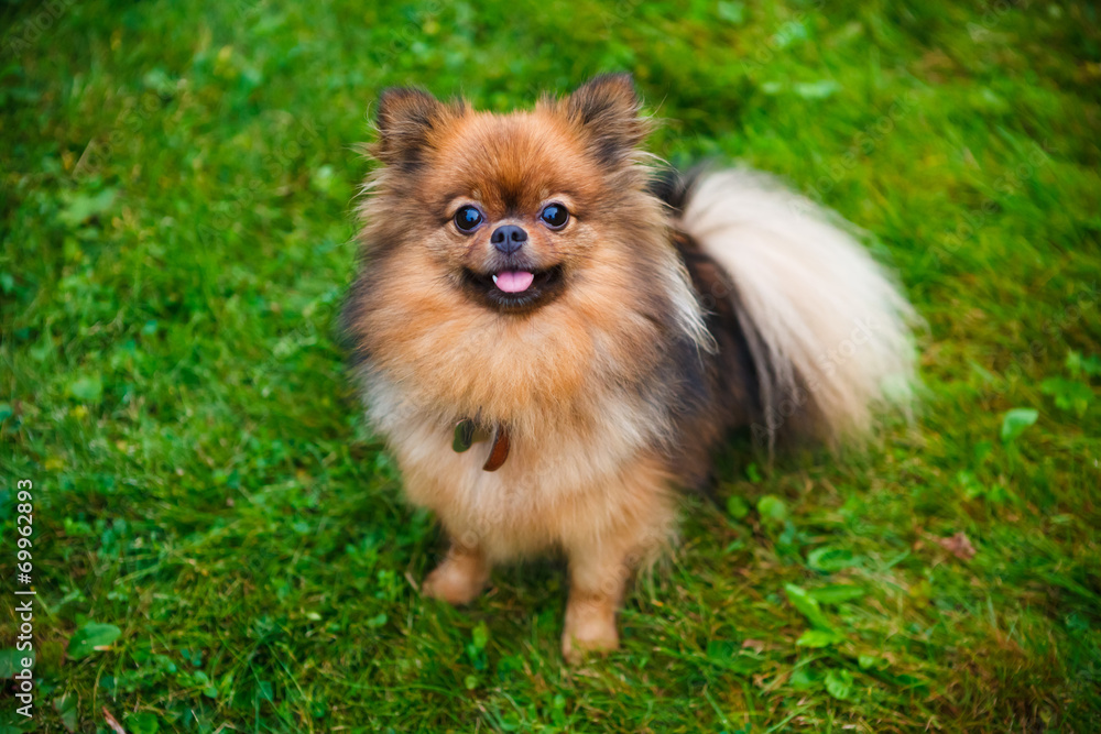 Pomeranian dog (Zwergspitz) Pomeranian dog (Zwergspitz)