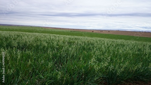 Grass for cows