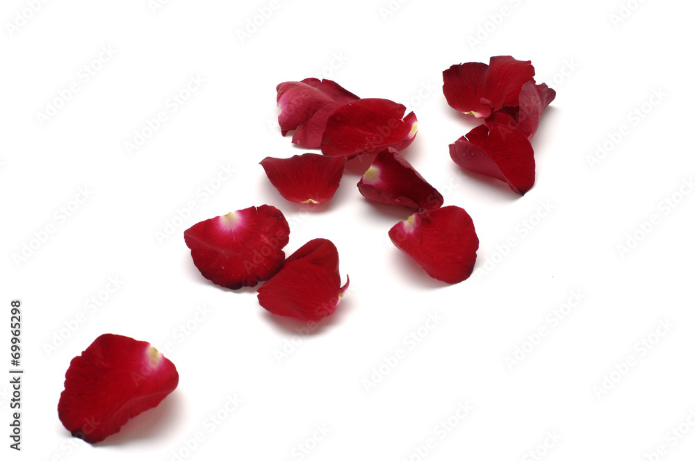 red petals isolated on white red petals isolated on white