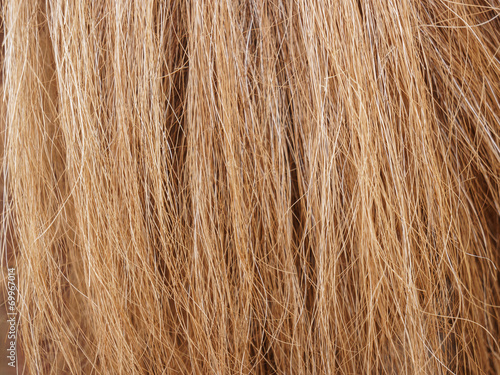 horse hair