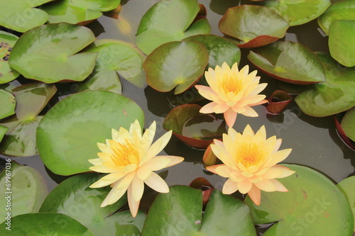 three Orange lotus with the leaf