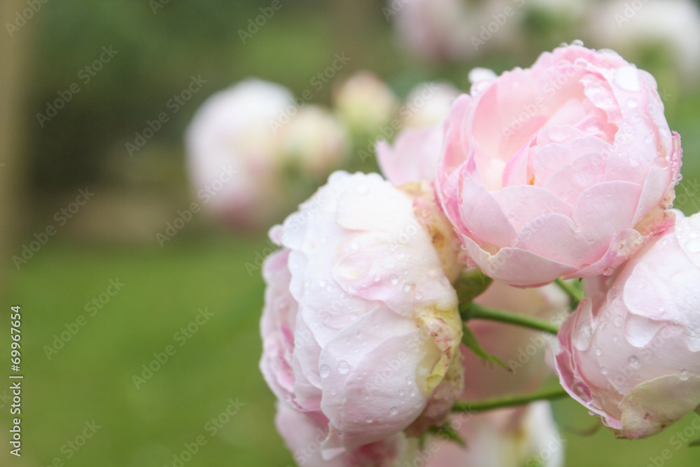 Obraz premium Rose Flower