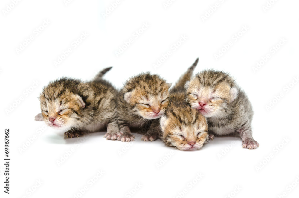Fototapeta premium Newborn kitten on white background