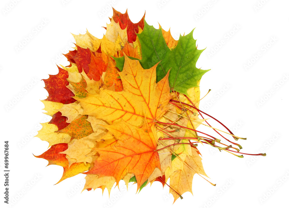 Obraz premium maple leaf