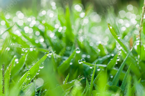 fresh green grass with dew drops natural background