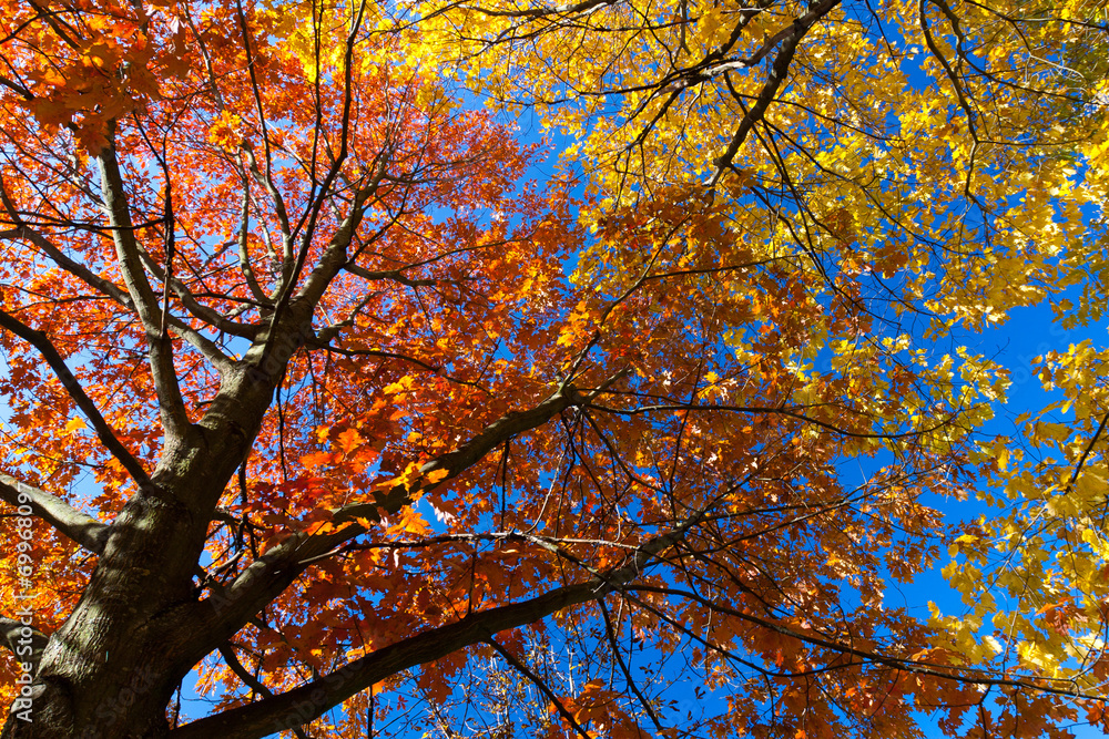 autumn leaf autumn leaf