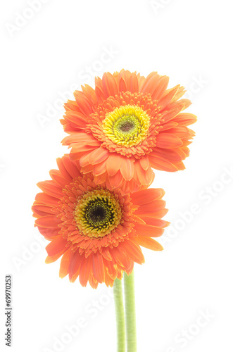 vintage gerbera flowers isolated on white background