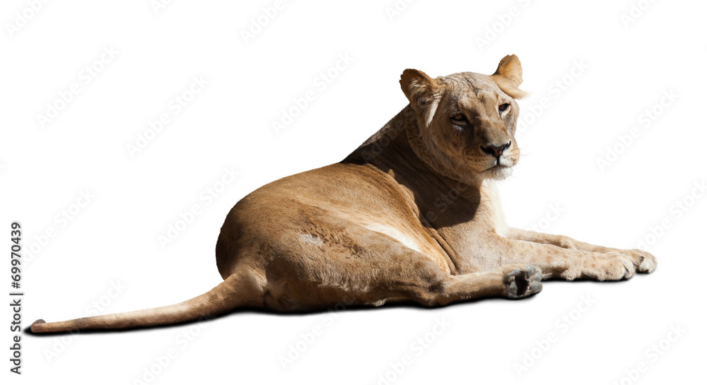 Obraz premium African female lion