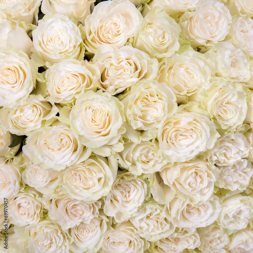Abstract background of white roses
