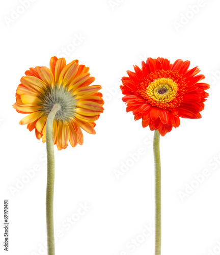 vintage gerbera flowers isolated on white background