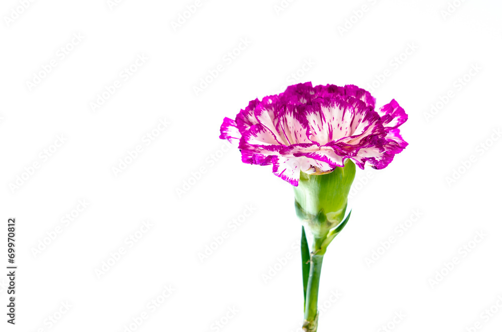 carnation flower isolated on white background carnation flower isolated on white background