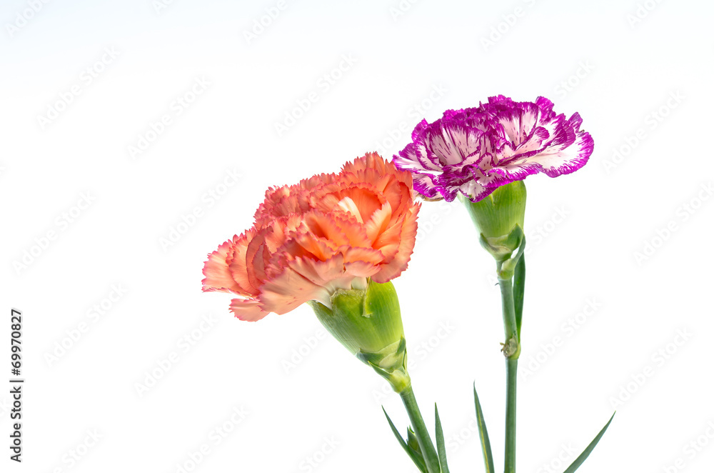 two carnation flowers design isolated on white background