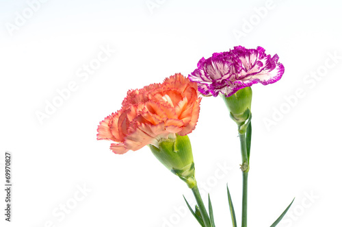 two carnation flowers design isolated on white background