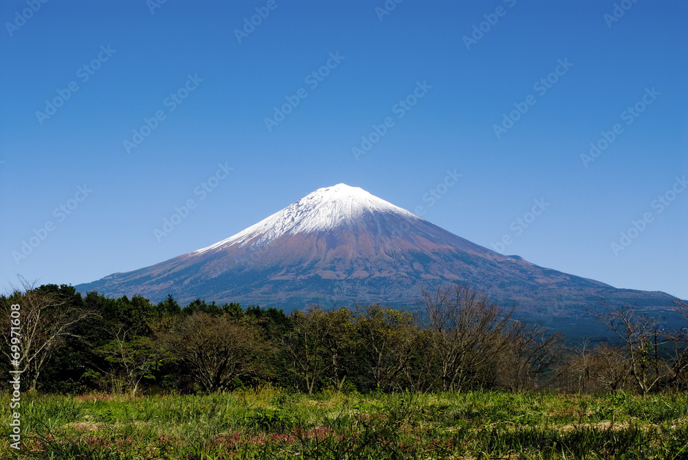 Fototapeta premium 富士山 秋
