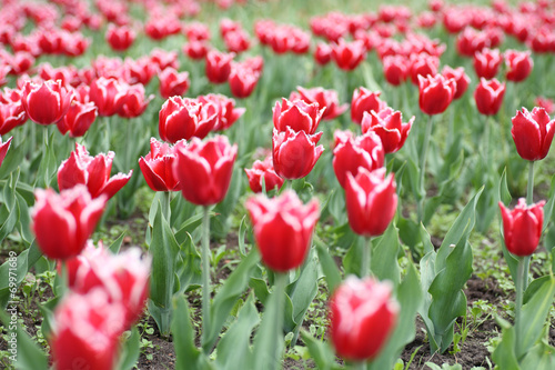 Red Tulips