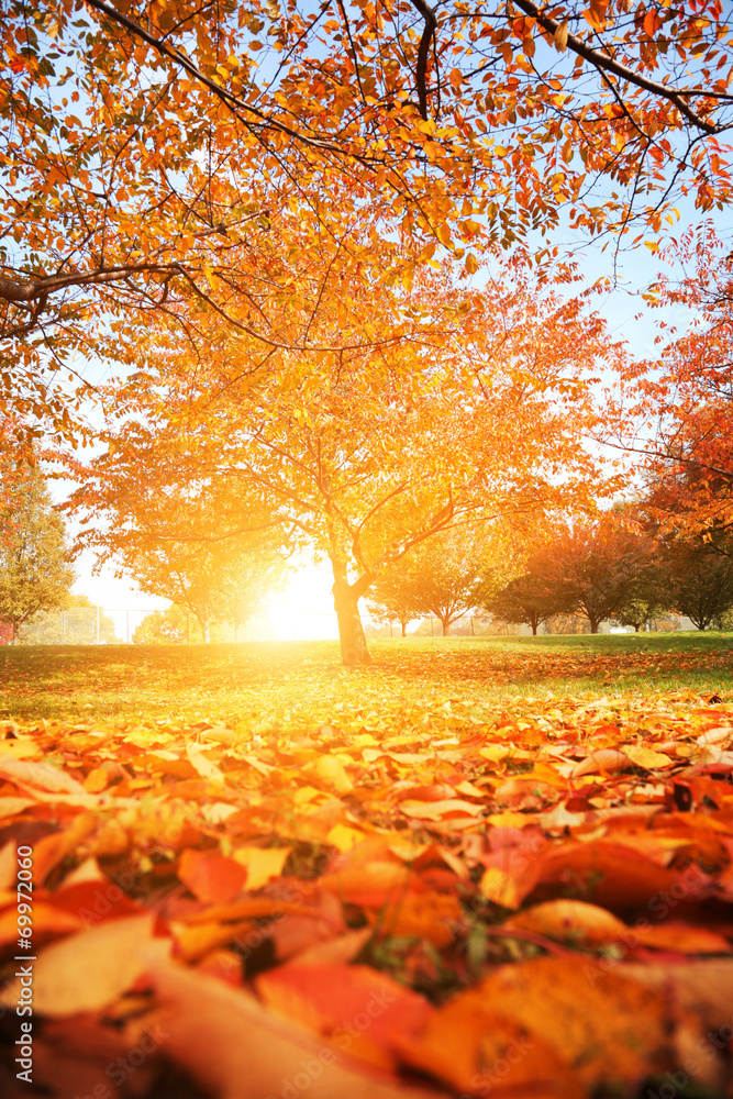Fototapeta premium Autumn tree park