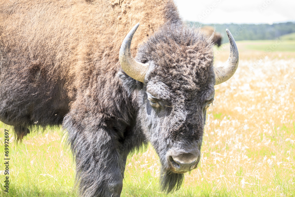 Close up of buffalo, Yellowstone National Park, Wyoming, USA Close up of buffalo, Yellowstone National Park, Wyoming, USA