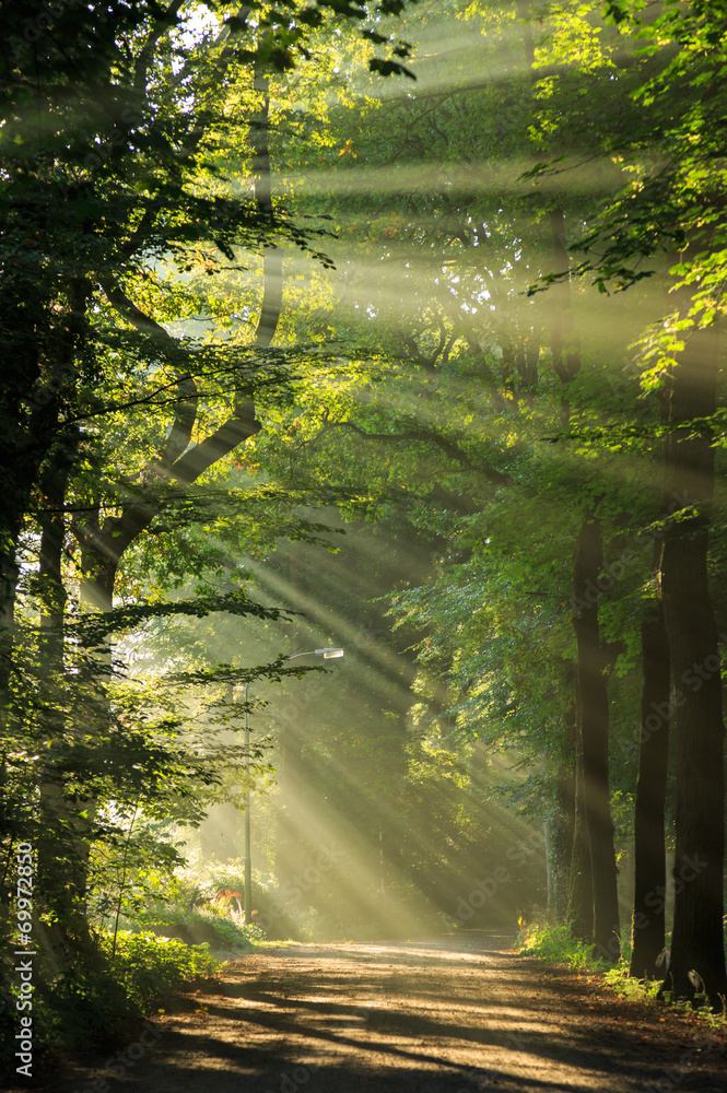 Obraz premium Sun rays shining through the trees in a forrest.