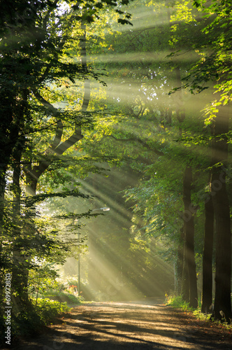 Sun rays shining through the trees in a forrest.