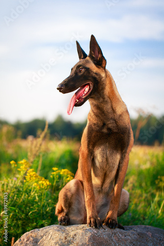 Fototapeta Naklejka Na Ścianę i Meble -  Malinois Belgian Shepherd dog