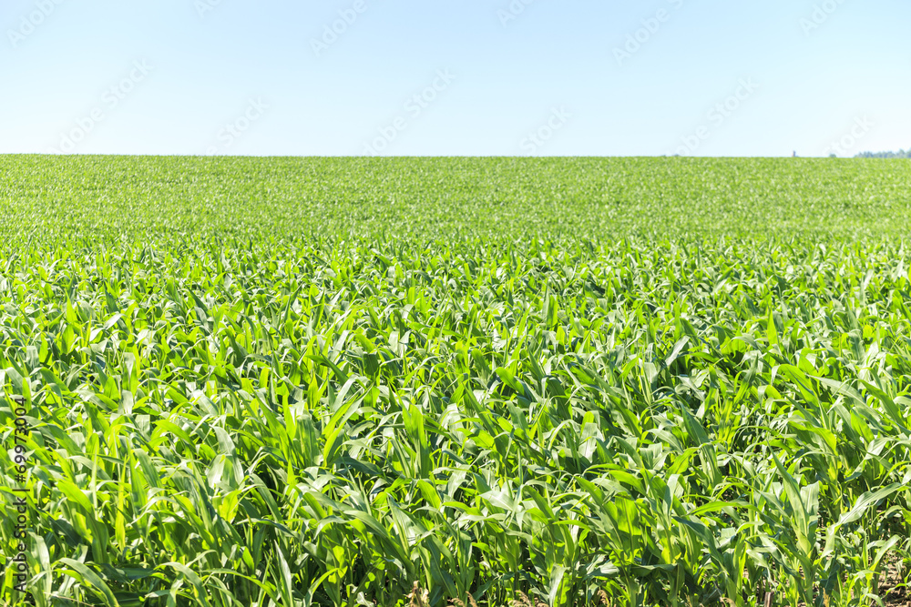 Very green corn field.