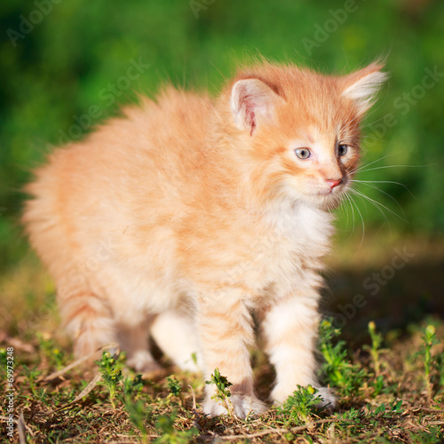 red kitten