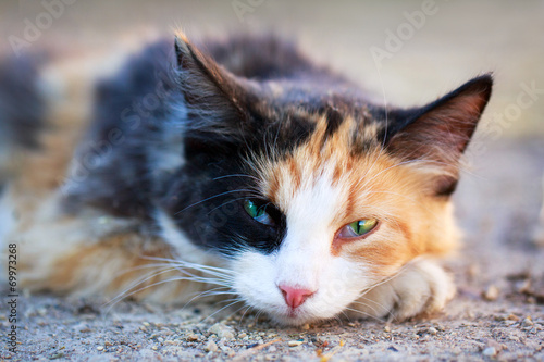 tricolor cat photo