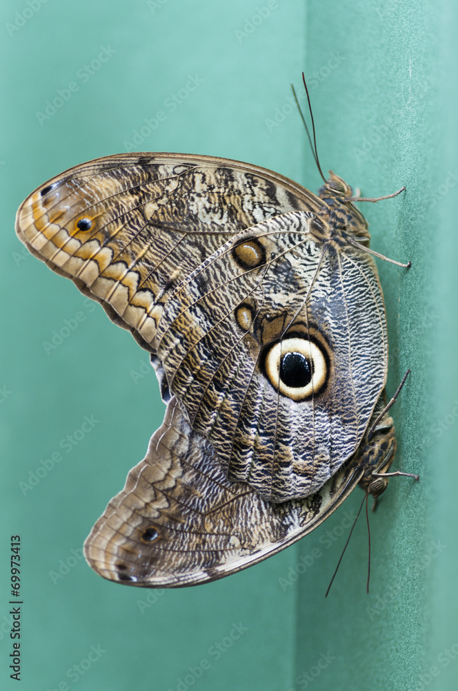 Obraz premium Caligo spp butterflies mimicry. The butterfly Arc, Montegrotto