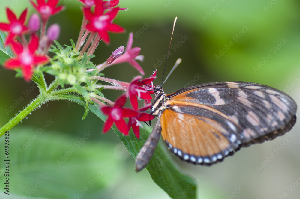 Fototapeta premium Heliconius melpomene butterfly, The Bufferfly Arc, Montegrotto