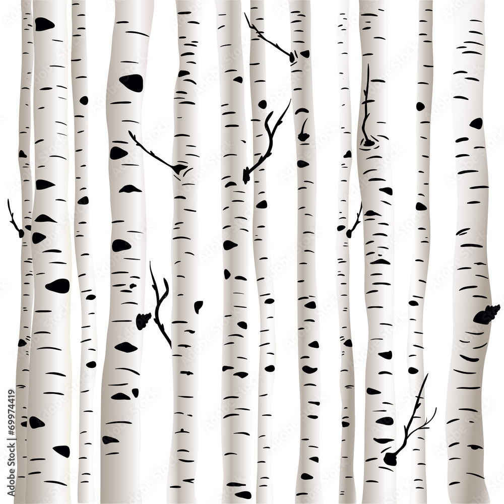 Birches in vector