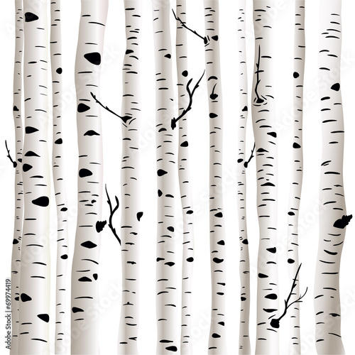 Fotografie, Tablou Birches in vector