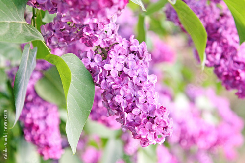 purple lilac bush