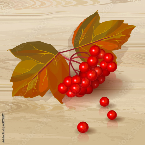 A raceme of arrowwood on a wooden tabletop. Vector illustration