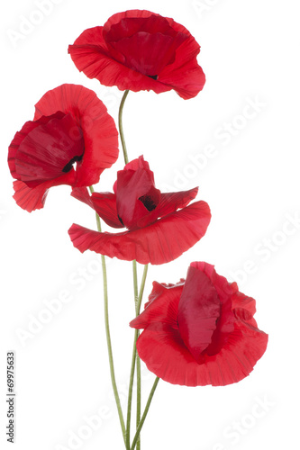 Fototapeta Naklejka Na Ścianę i Meble -  poppy