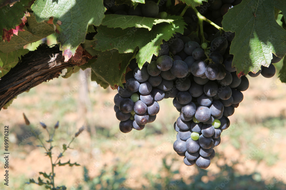 vigne de raisins noir