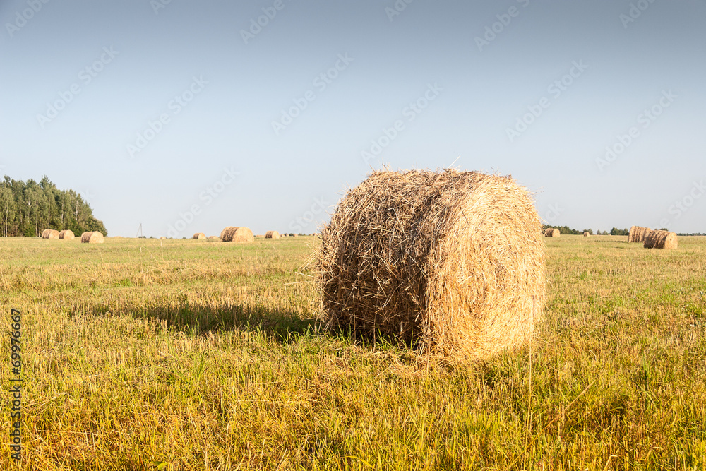 Haystacks in the field