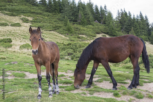 Foal and mare