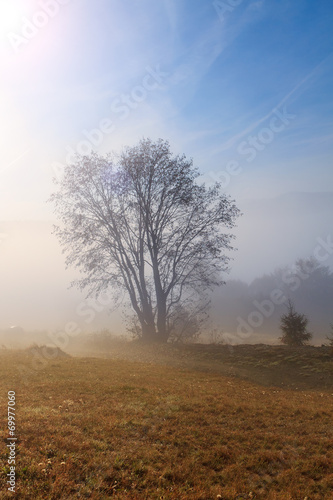 Lonely tree on a hill in Transylvania photo