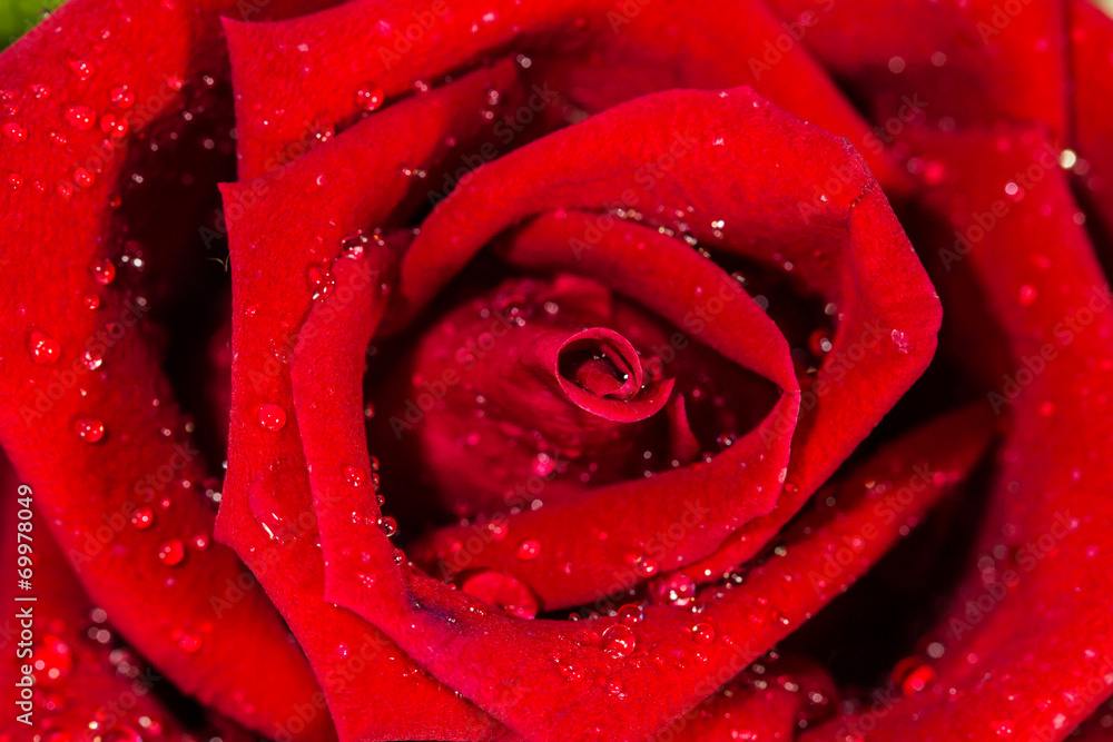 close up of red rose close up of red rose