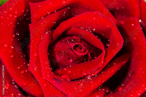 close up of red rose